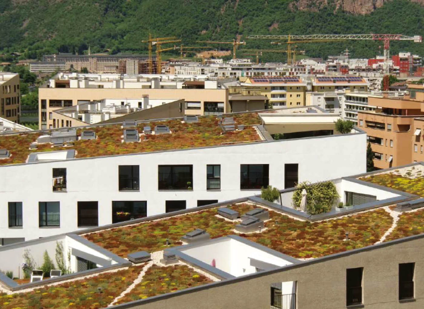 tetto-verde-copertura-AE12